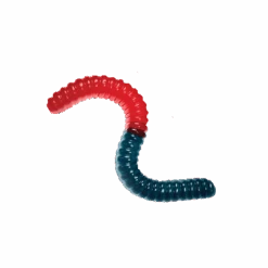 Largest Gummy Worm - Blue & Red